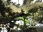 SX31115 Parrots in botanical garden.jpg
